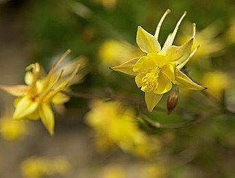 金山世游燃爆ChinaJoy 《鹅鸭杀》手游斩获多个年度最受期待奖
